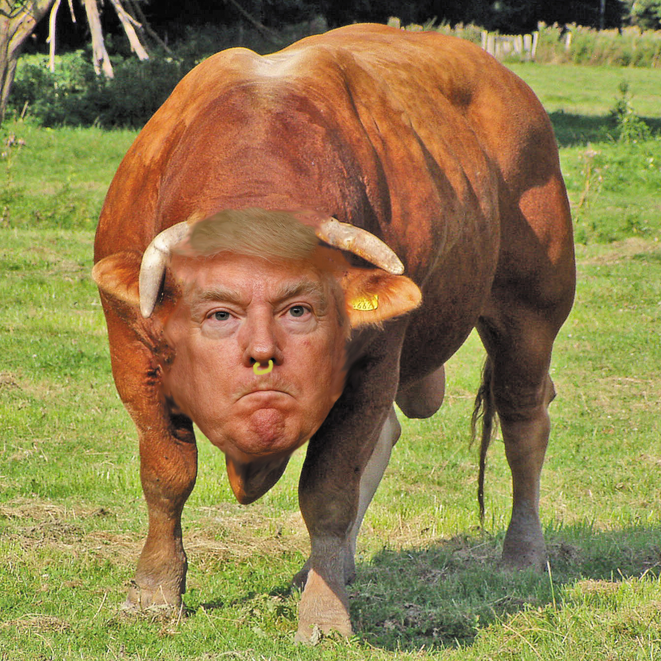 Beyond Bullshit: Donald Trump’s Philosophy of Language